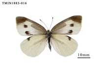 藏品(白粉蝶)的圖片